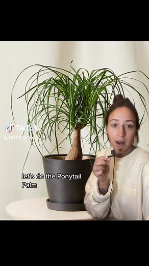 Ponytail Palm Care Guide: Keep Your Plant Thriving