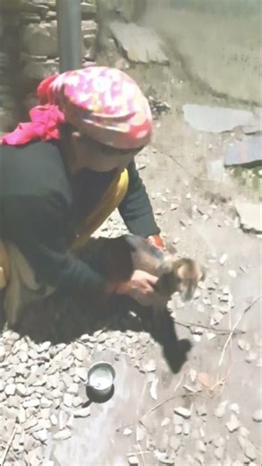 Hard work on goat kids. #creator2creator #goatlovers #goatfarming #villagelife #pahadi #pahadilif...