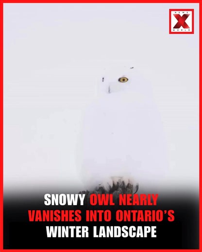 1.3K views · 17 reactions | A breathtaking winter sight in Canada as a male snowy owl blends seamlessly into Ontario’s snow-covered terrain. Perfect camouflage makes the majestic bird almost invisible, highlighting nature’s quiet beauty and the remarkable survival skills of Arctic wildlife. #Canada #Ontario #SnowyOwl #Wildlife #NatureWonder #WinterMagic #Camouflage #BirdWatching #NewsXworld | NewsX World | Facebook