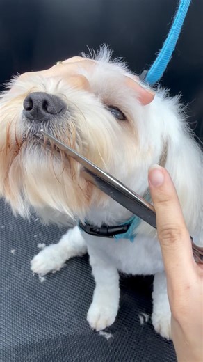 This Dog’s Grooming Session Is Too Cute 😍🐾 #shorts