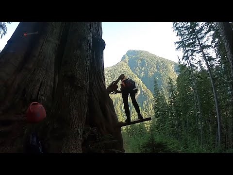 Cutting Down a Massive Tree! | Tree Falling in Real Time in the Pacific Northwest