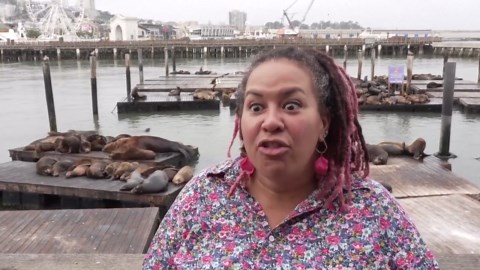 Massive 2,000-pound ‘Chonkers’ the sea lion dwarfs others at San Francisco pier