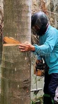 Cutting areca tree