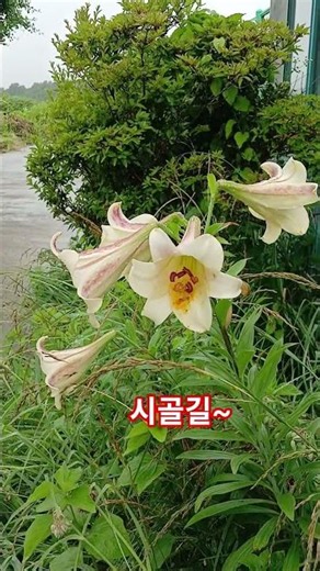밤새 비내린후 아침 시골길 산책중 #시골길 #꽃 #새 #힐링영상 # 시골풍경 #시골일기
