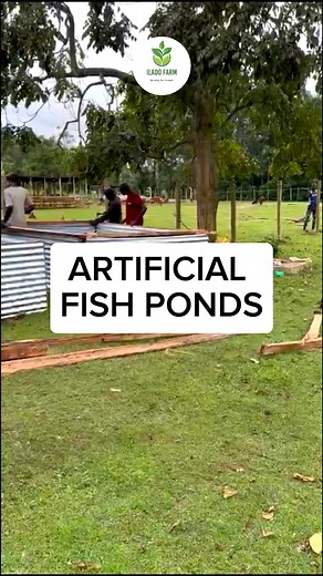 What's an Artificial Fish Pond? 🐟 An artificial fish pond is a human-made enclosure or pool designed to house and cultivate fish. These ponds are often constructed with liners or concrete and equipped with filtration systems to maintain water quality. They are used for recreational fishing, aquaculture, or ornamental purposes, providing a controlled environment for fish growth and maintenance. #iladofarm #agriculture #farming #fish #fishfarming #fishpond #today #love #instagram #instagood #like