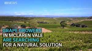 Could these tiny Australians be the secret to pest eradication? 🦇 | ABC Adelaide