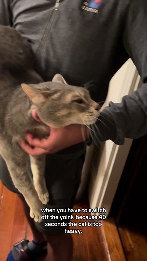 Engaging Home Workouts for Cat Lovers