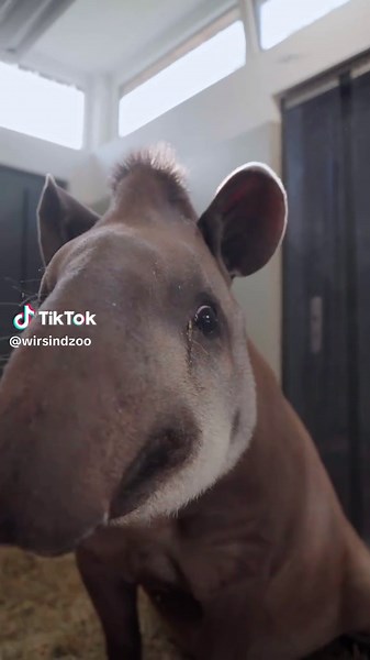 Exploring the Wonders of Tapirs and Gorillas at the Zoo