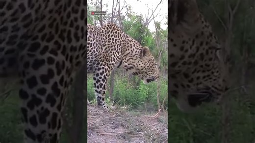 Leopard roars powerfully to assert dominance in the wild