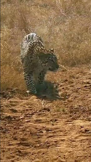 Tiger Looking for Prey in the Wild | Intense Hunting Moments #tigertime #worldtiger #animallovers
