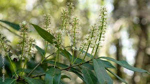A bumblebee pollinating cherry laurel flowers in a spring garden. Prunus laurocerasus