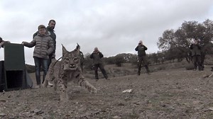 There’s hope for the world’s most endangered cat! Watch as a young female Iberian lynx, born in captivity, is released to run free in the Spanish mountains of Sierra Morena. This year, 48 lynxes will be released in the wild in Spain and Portugal as part of our LIFE Iberlince project to bring this species back from the brink of extinction. Find out more: http://wwf.is/CBSY3045cJs | WWF