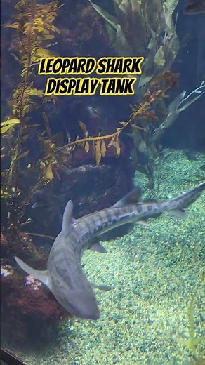 Leopard Shark tank display at Aquarium of the Pacific. #fish #shark #leaopardshark #aquarium