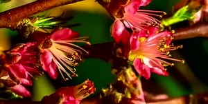 绝美梨花开放~1