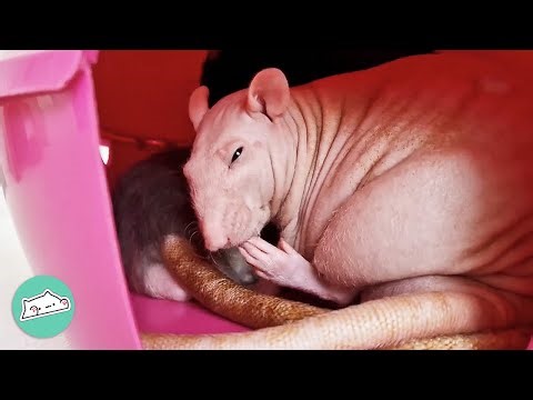 Hairless Rat Scares People With Looks. But He Still Asks For Cuddles | Cuddle Buddies