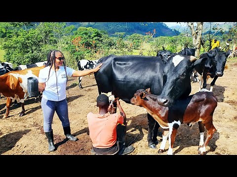 Cattle farming in Uganda
