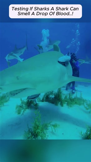 Part3#markrober#challenge#fyp#usa#ViralChallenge