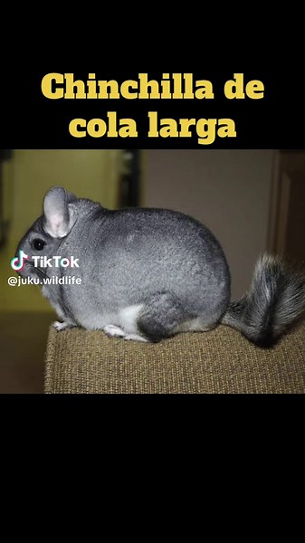 Especies endémicas de Chile: ¿Conoces todas?