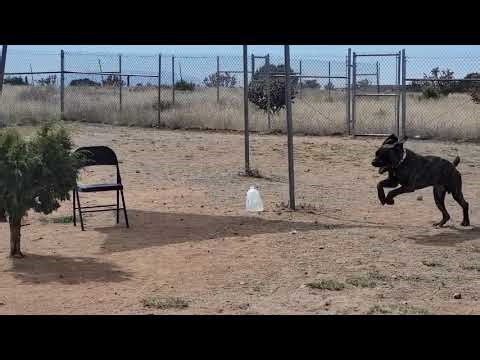 Galloping Charlie the Dog Is incredible