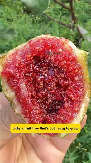 Fig Tree – The Queen of Fruits You Can Grow at Home | Dodo Garden