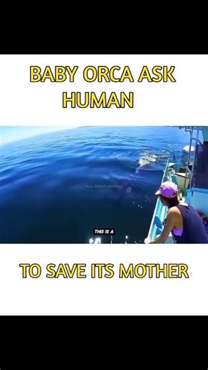 🐋✨A Baby Orca’s Cry for Help🌊🙏 A young killer whale repeatedly approached humans at sea, displaying unusual behavior that led rescuers to its mother, who was trapped by ropes tied to a buoy. Guided by the calf, the rescue team freed the injured mother, who then reunited with her baby and later returned with a gift—an unforgettable moment of trust and gratitude between humans and the ocean’s giants. #orca #wildlife #nature #sealife #oceanlife | All About Animals