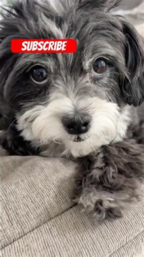 She didn't expect THIS puppy love #dogshorts #heartwarming