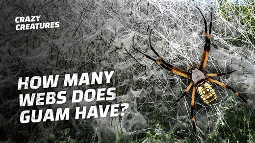 How One Invasive Snake Transformed Guam's Ecosystem