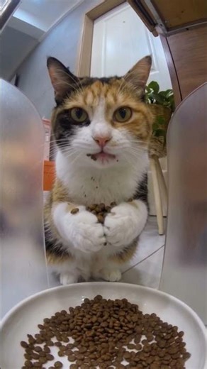 Cats are about to take over the world 💀🐱 #CatMeme