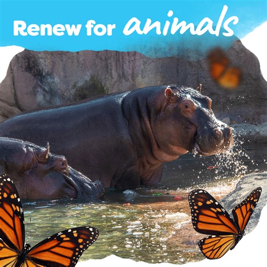 51 reactions | Keep your amazing benefits, like FREE admission all year long — renew now! | Dallas Zoo | Facebook