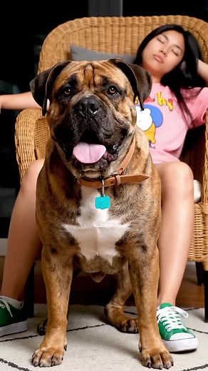 Boerboel Protects Sick Child: A Guardian's Love
