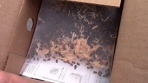 Watch How Live Ladybugs Ate Aphids In My Garden - Before and After on Amazon Live