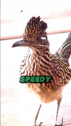 Speedy Desert Runner 🚀🐦🏜️