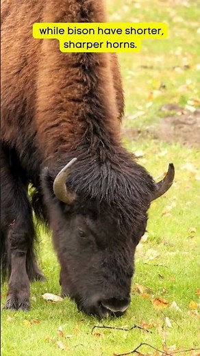 Bison vs Buffalo The Key Differences! #facts #wildlife#animals #nature #science #funfacts #bison