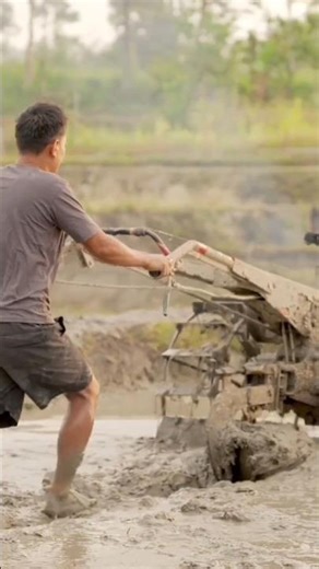 Kuatnya Traktor di Sawah – The Power of Tractor in the Rice Field