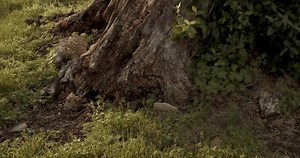 Enhancing Celtic Beltane Festival Vibe Decorative Stock Footage Video (100% Royalty-free) 3511520903 | Shutterstock