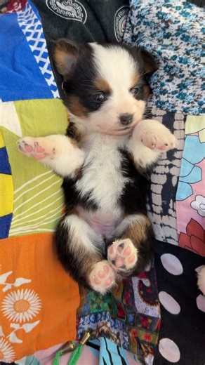 Mini Aussie puppy enjoying the attention! 🐶