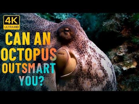 Can an Octopus Outsmart You? | Episode 4