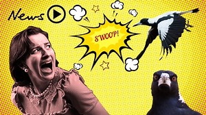 How to stay safe from swooping magpies