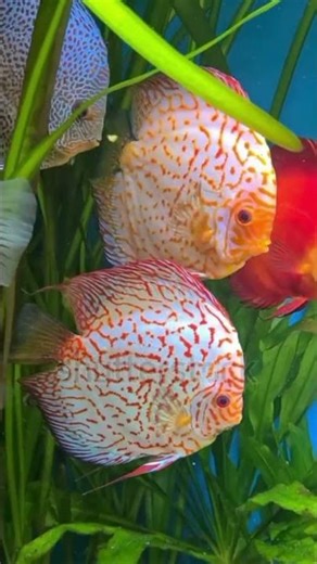 The Most Beautiful Aquarium Fish? Meet the Discus! 🐟✨