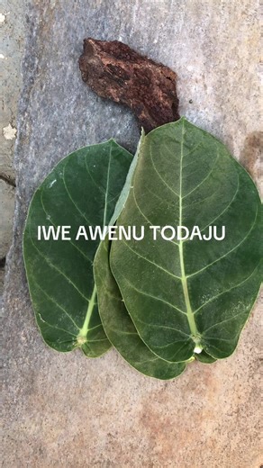 Empowering Your Journey with IWE AWENU TODAJU