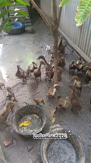 When a Duck Is Very Hungry 🦆🍽️