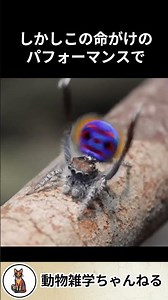 The Life-or-Death Dance of the Peacock Spider #PeacockSpider #Animals #AnimalFacts #Trivia #Spide...