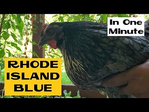 Rhode Island Blue | All about Chicken Breeds in a Minute