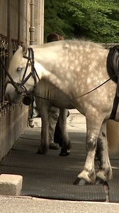 The Highland Pony breeding programme at Balmoral Castle is to be moved to England. https://i.stv.tv/3N5kiqr | STV News
