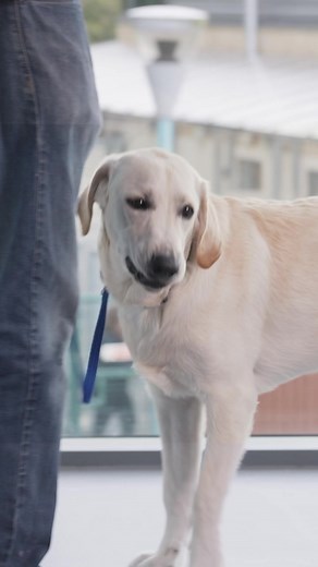 How does your dog walk on the lead? Loose lead walking is important for the comfort and safety of both you and your dog! #LearnOnTikTok #fyp #DogWalk