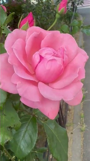 most beautiful roses 🥰#rose #rosegarden #flowers