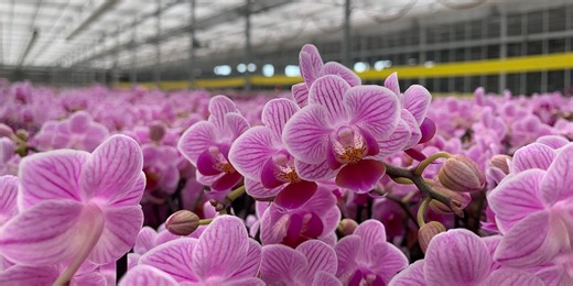 Lessons Learned from an Orchid