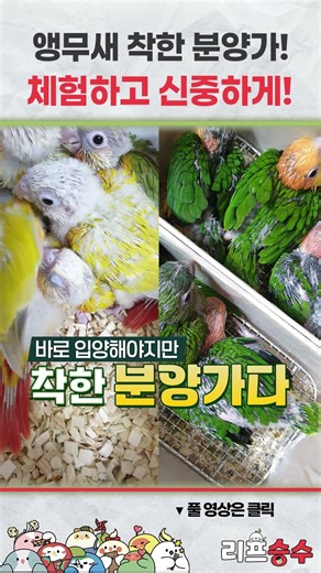 Experience affordable parrot adoption prices and make a careful decision #Parrot #LeafSeungsu #Pa...