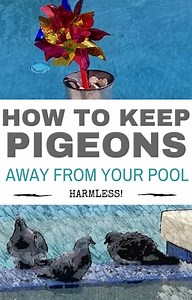 How to Keep Pigeons Away From Your Pool | Deeply Home