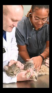 3.6K views | Turn your love of animals into a career with Purdue’s on-campus Veterinary Technician program. Hands-on classes, expert instructors, and the #1 Vet Tech program in the country. See how at purdue.vet/next. | Purdue University College of Veterinary Medicine & Veterinary Hospital | Facebook